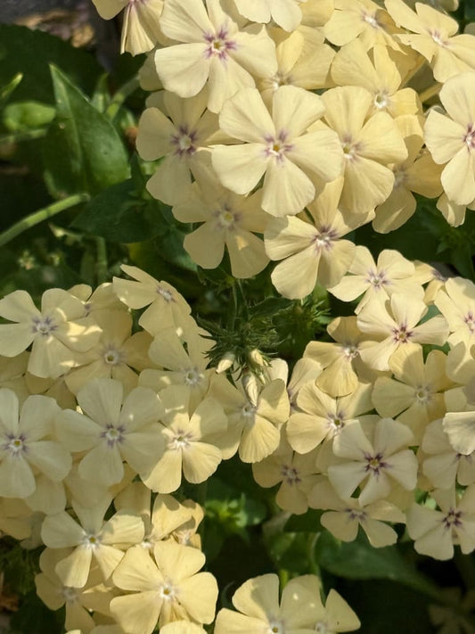 Phlox Drummondii Isabellina | Annual Phlox therapyofflowers.com