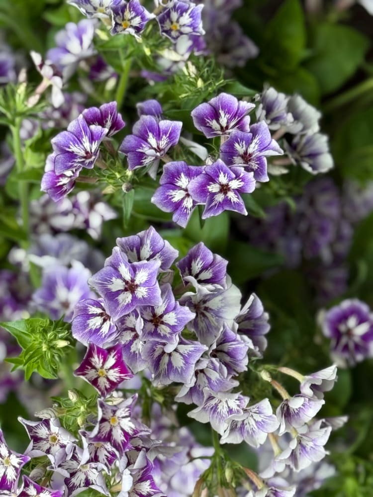 Phlox Drummondii Sugar Stars | Annual Phlox therapyofflowers.com