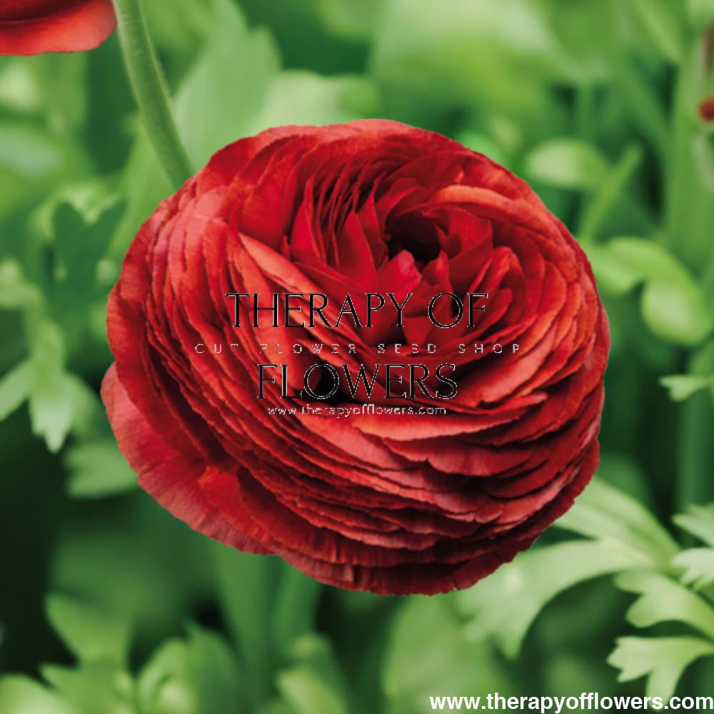 Ranunculus Elegance® CIOCCOLATO - Corms