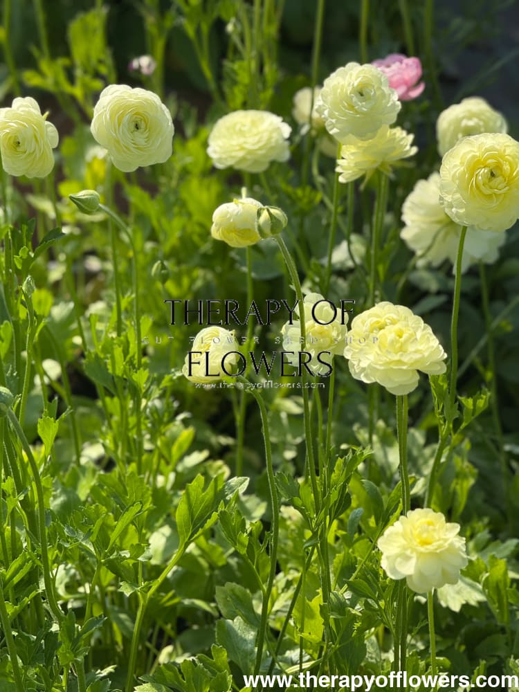 Ranunculus Elegance® CREMA light | Italian Ranunculus | Corm size: 2/3 therapyofflowers.com