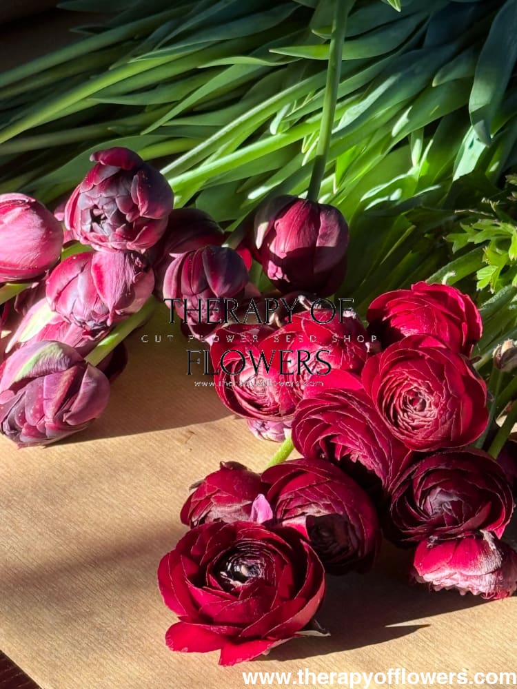 Ranunculus Elegance® NERO | Persian Buttercup therapyofflowers.com