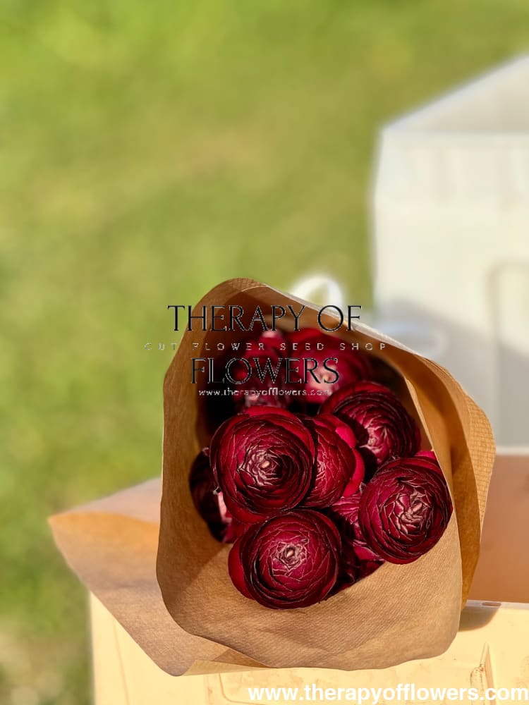 Ranunculus Elegance® NERO | Persian Buttercup therapyofflowers.com