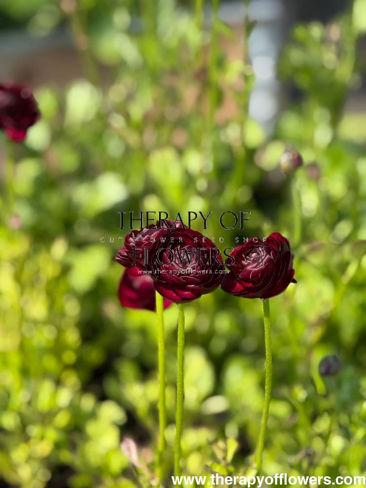 Ranunculus Elegance® NERO | Persian Buttercup therapyofflowers.com