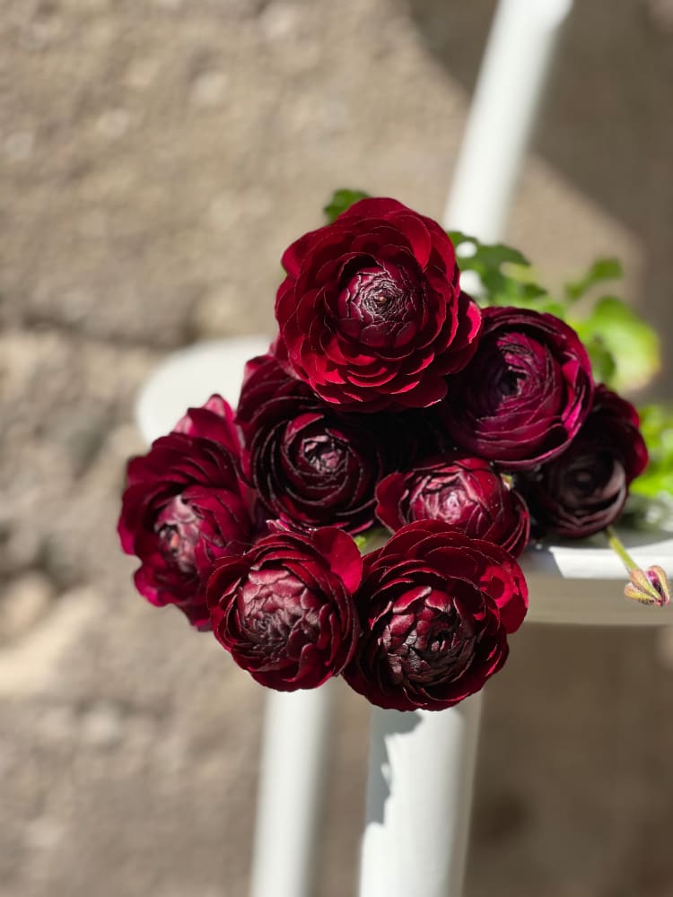 Ranunculus Elegance® NERO | Persian Buttercup therapyofflowers.com