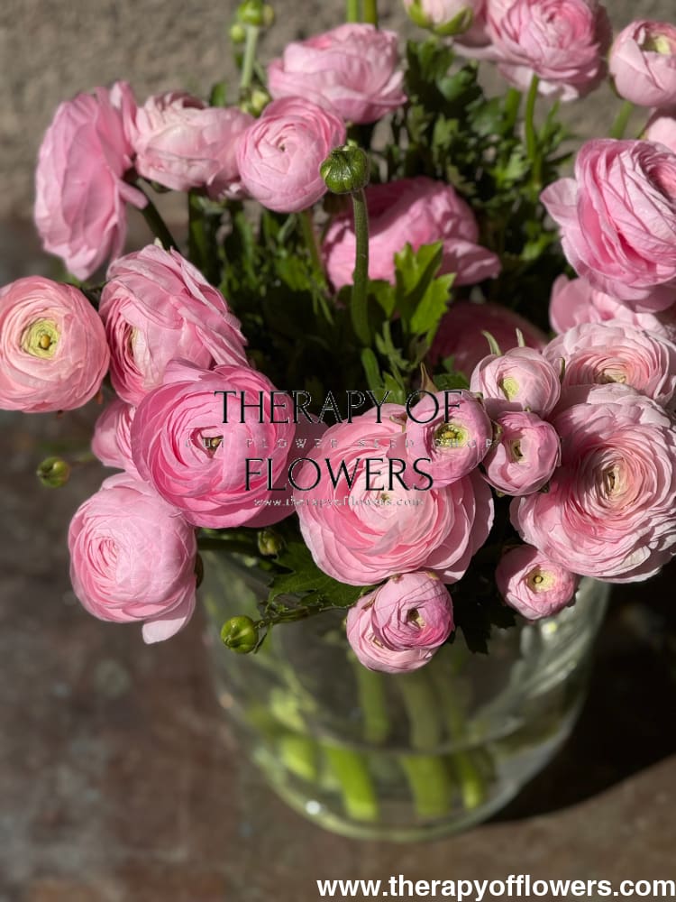 Ranunculus Elegance® ROSA CHIARO therapyofflowers.com