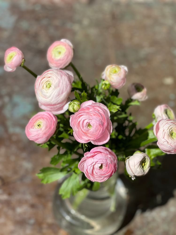 Ranunculus Elegance® ROSA CHIARO therapyofflowers.com