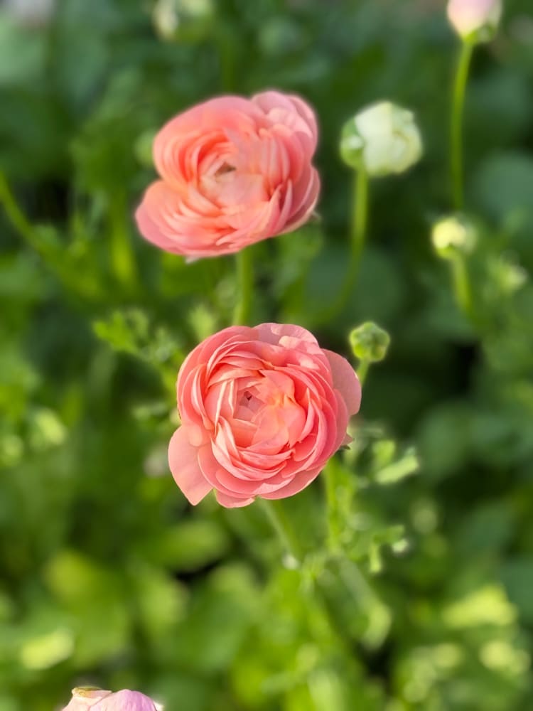 Ranunculus Elegance® SALMONE therapyofflowers.com
