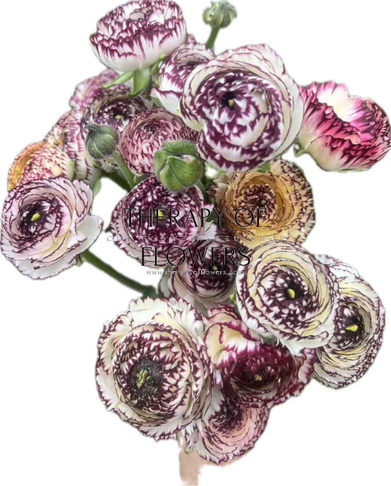 Ranunculus Elegance® STRIATO therapyofflowers.com