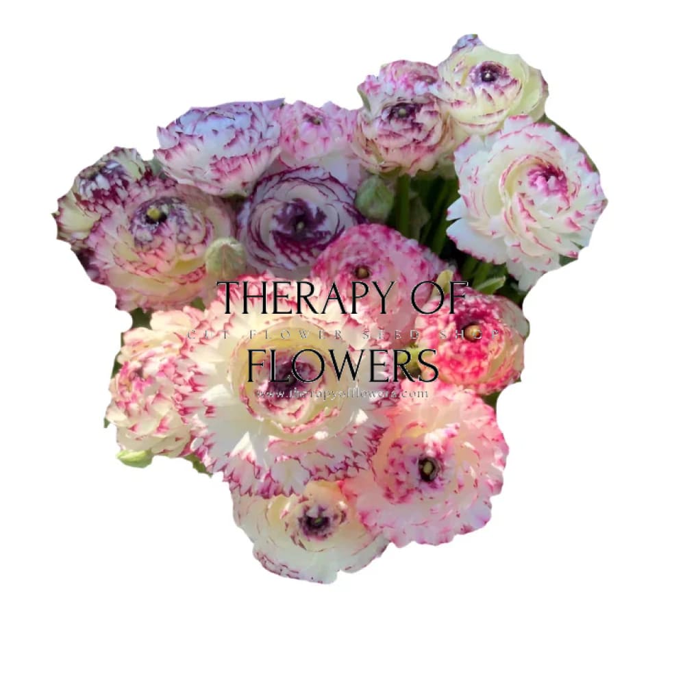 Ranunculus Elegance® STRIATO therapyofflowers.com