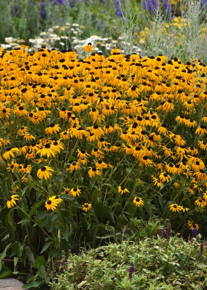 Rudbeckia Fulgida Goldblitz therapyofflowers.com