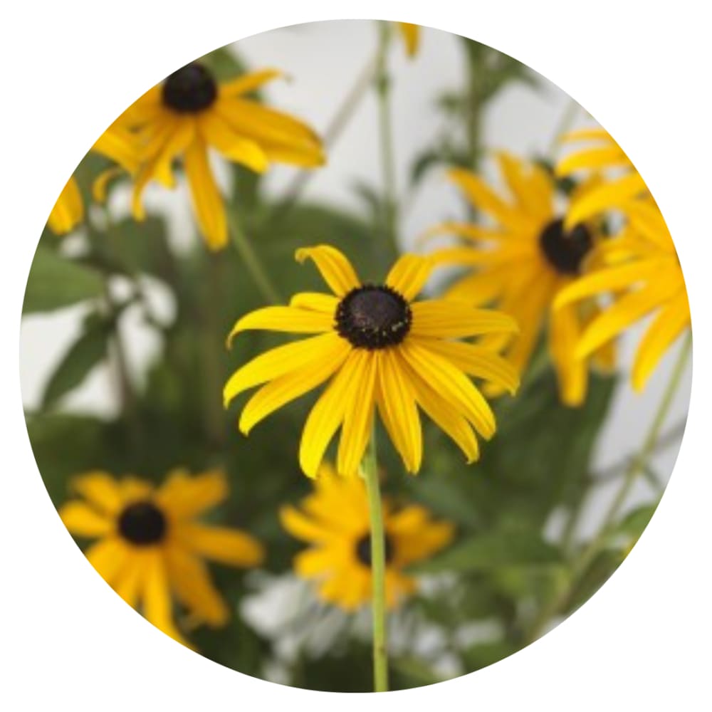 Rudbeckia Fulgida Goldblitz therapyofflowers.com