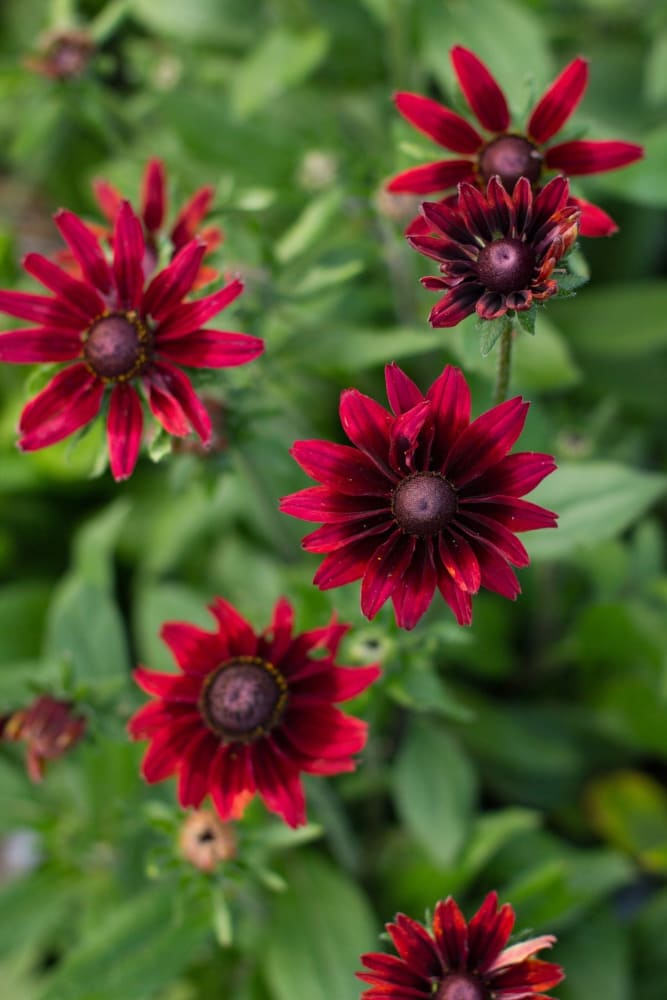 Rudbeckia hirta Cherry Brandy therapyofflowers.com