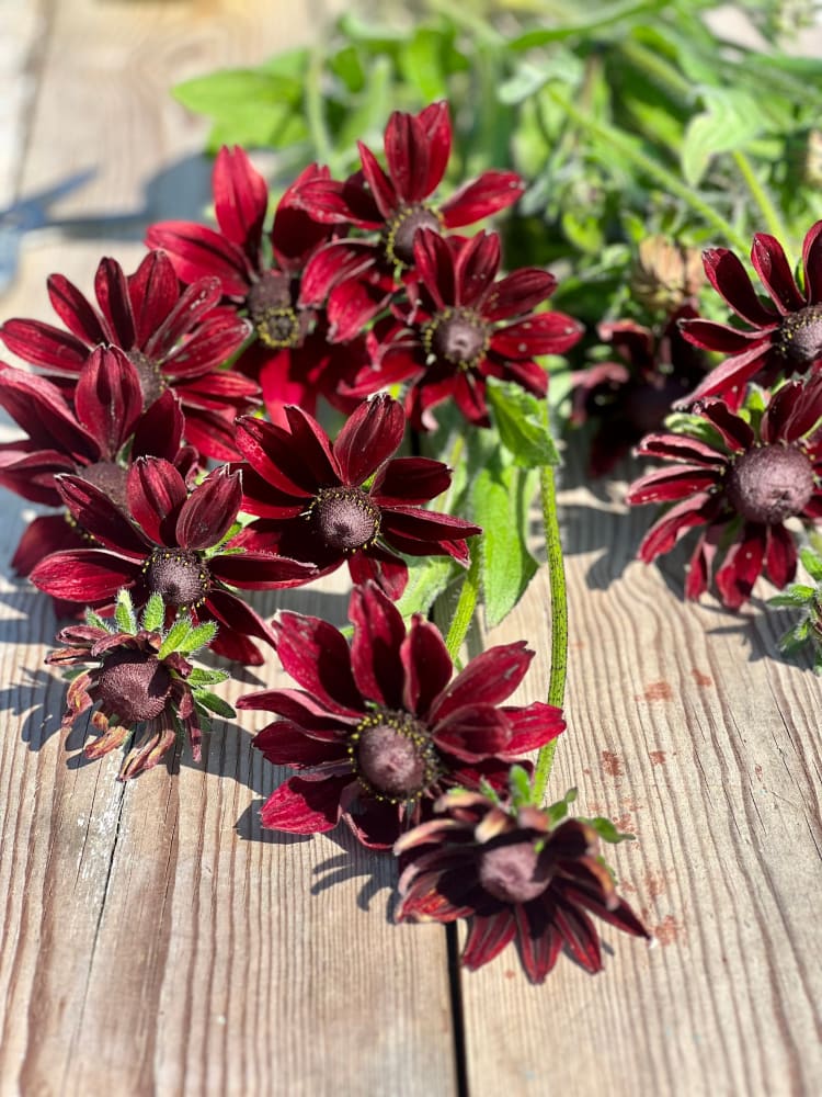 Rudbeckia hirta Cherry Brandy therapyofflowers.com