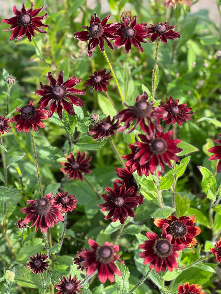 Rudbeckia hirta Cherry Brandy therapyofflowers.com