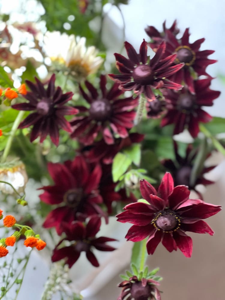 Rudbeckia hirta Cherry Brandy therapyofflowers.com