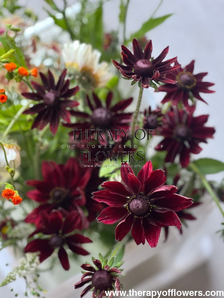 Rudbeckia hirta Cherry Brandy therapyofflowers.com