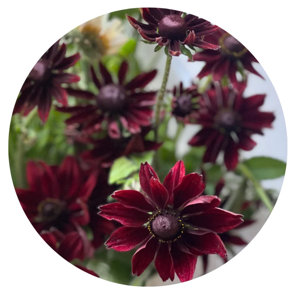 Rudbeckia hirta Cherry Brandy | Black-Eyed Susan - 20 seeds / 60 cm - Seeds