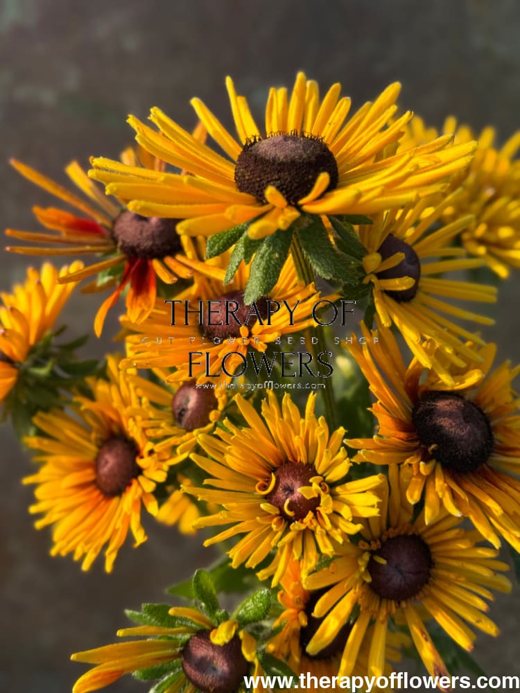 Rudbeckia hirta Chim Chiminee therapyofflowers.com