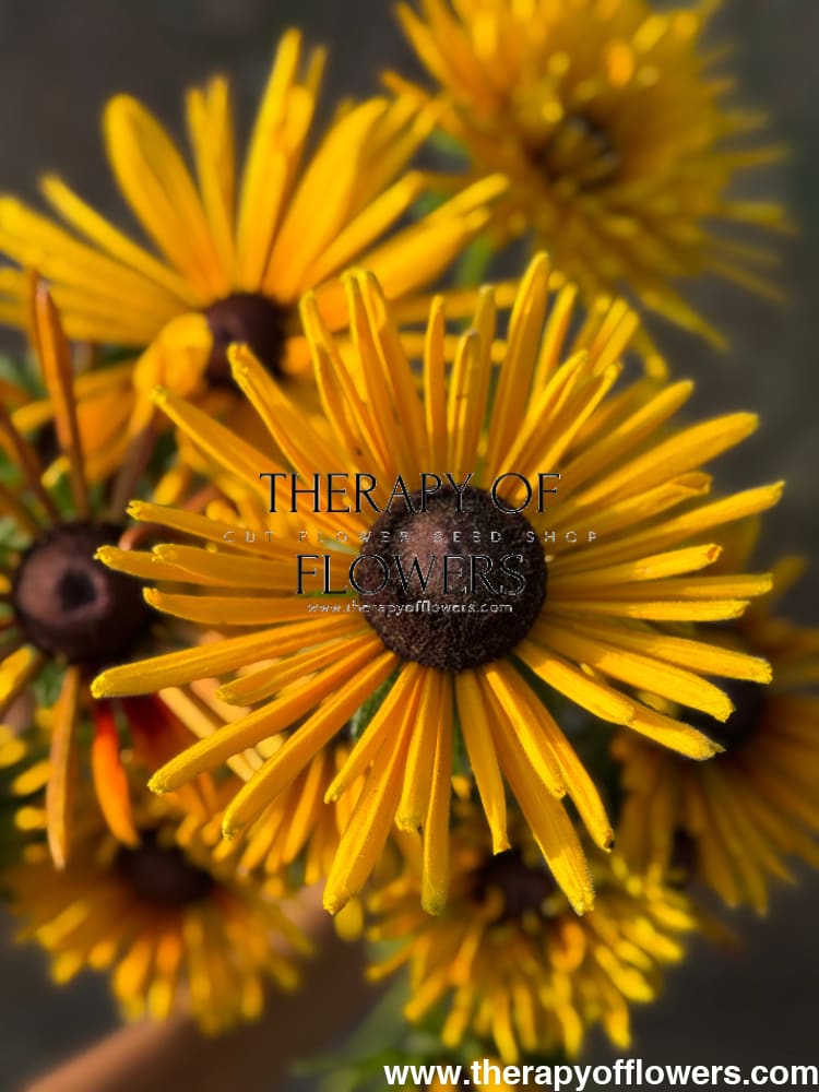 Rudbeckia hirta Chim Chiminee therapyofflowers.com