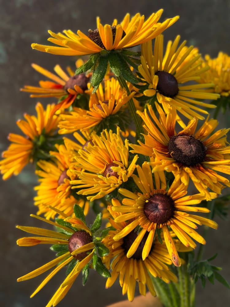 Rudbeckia hirta Chim Chiminee therapyofflowers.com