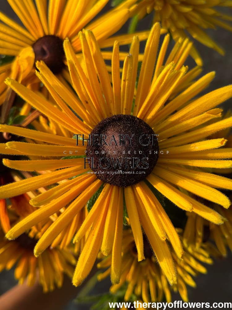 Rudbeckia hirta Chim Chiminee therapyofflowers.com