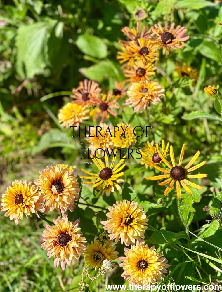 Rudbeckia hirta Chim Chiminee therapyofflowers.com