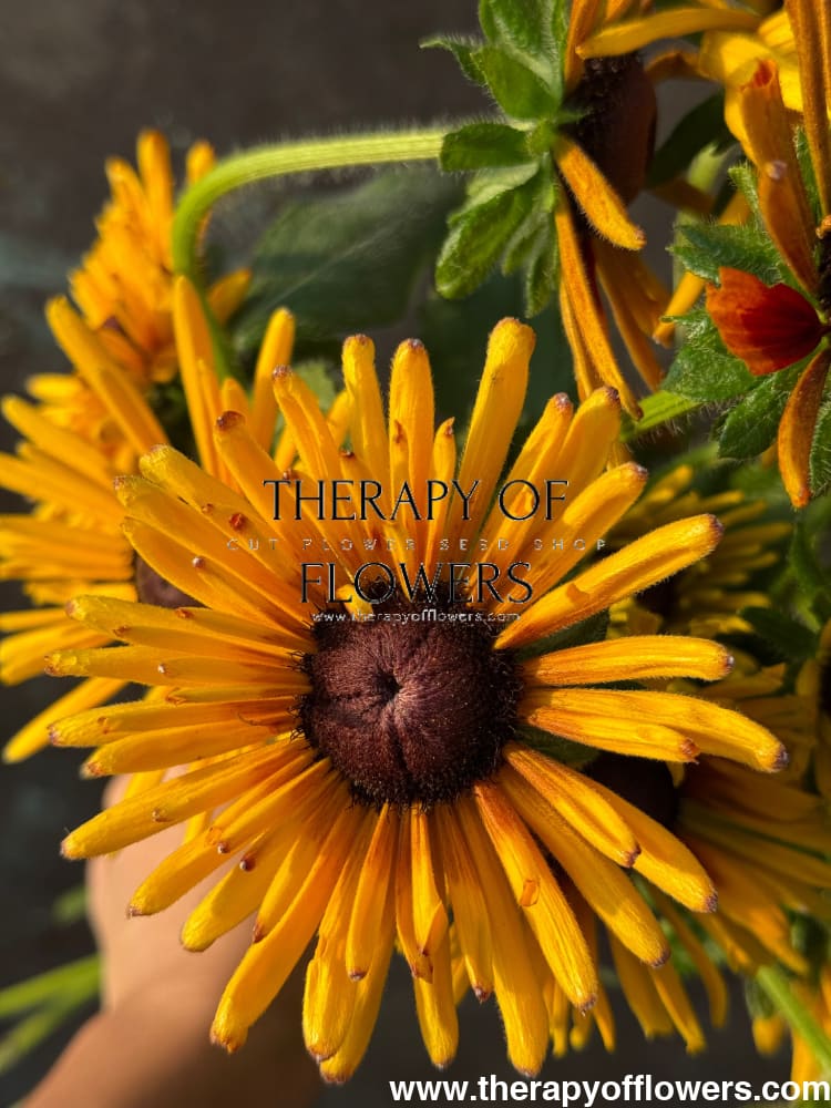 Rudbeckia hirta Chim Chiminee therapyofflowers.com