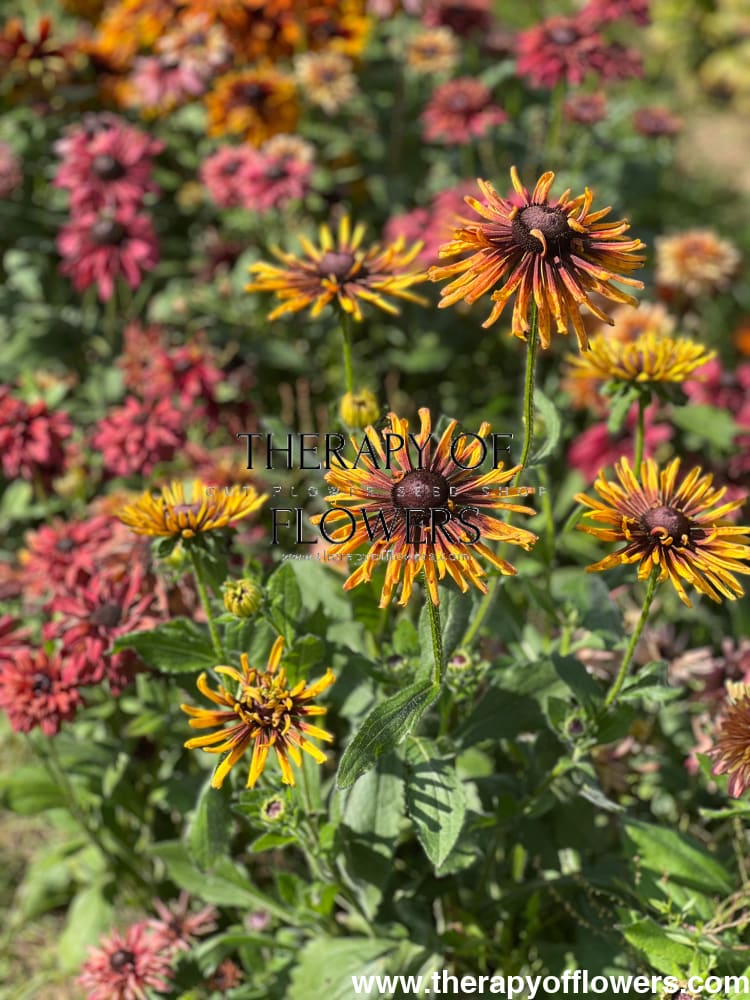 Rudbeckia hirta Chim Chiminee therapyofflowers.com