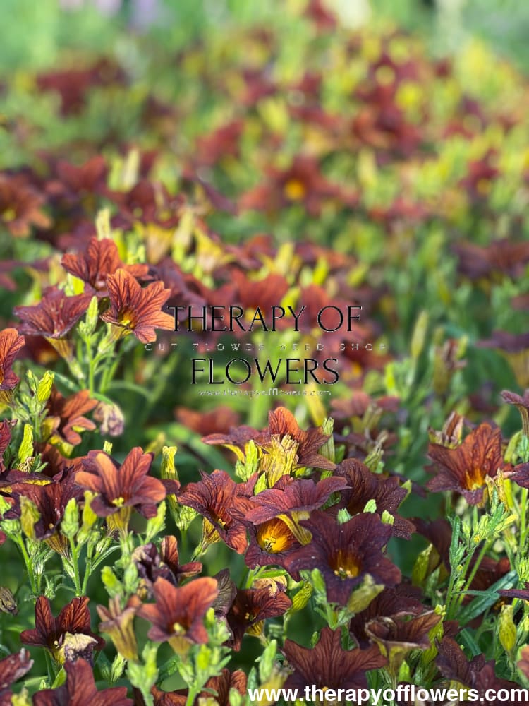 Salpiglossis sinuata (Painted Tongue) with vibrant, veined trumpet-shaped blooms in rich colors, adding an exotic touch to garden landscapes.