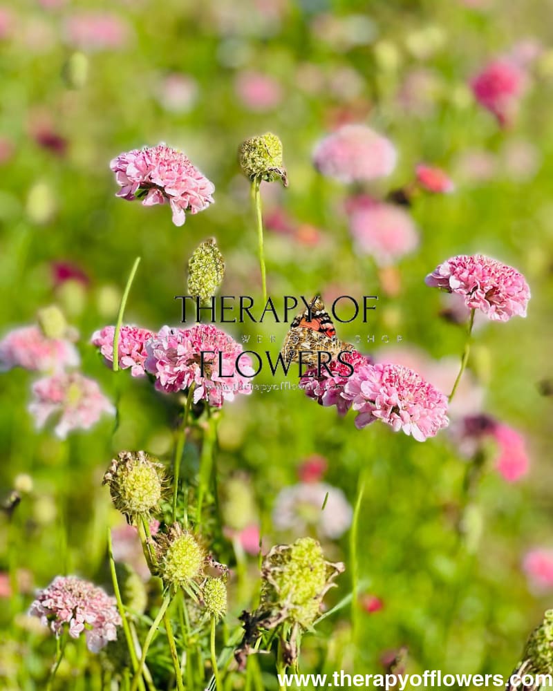 Scabiosa atropurpurea QIS® Salmon Pink | Sweet Scabious therapyofflowers.com