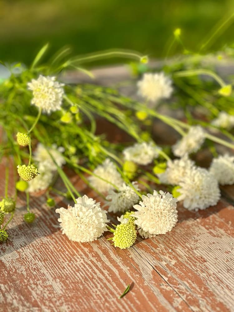 Scabiosa atropurpurea White therapyofflowers.com