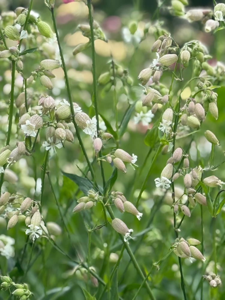 Silene vulgaris Blushing Lantern | Silene therapyofflowers.com