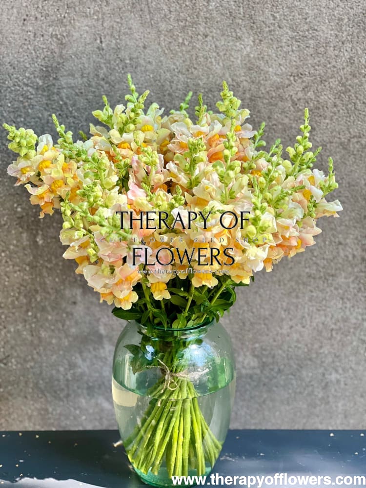 Snapdragon Costa Apricot F1 therapyofflowers.com