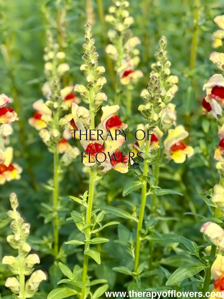 Snapdragon Avignon Bicolor Yellow F1 | Group 2 | Antirrhinum majus therapyofflowers.com