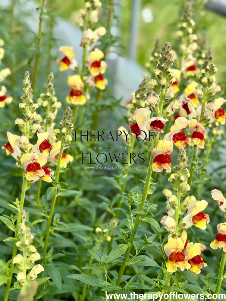 Snapdragon Avignon Bicolor Yellow F1 | Group 2 | Antirrhinum majus therapyofflowers.com