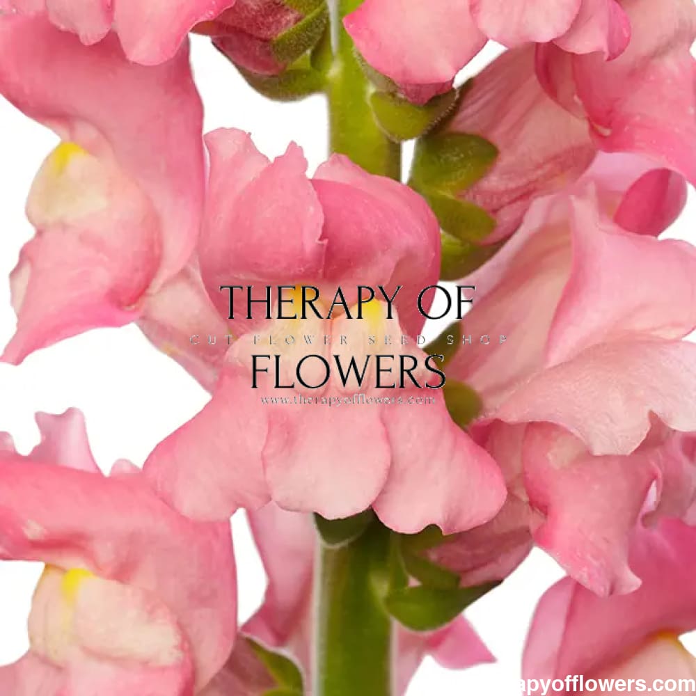 Snapdragon Avignon Cherry Rose F1 | Group 2 | Antirrhinum majus - 40 seeds / Raw Pelleted / Deep cherry rose - seeds