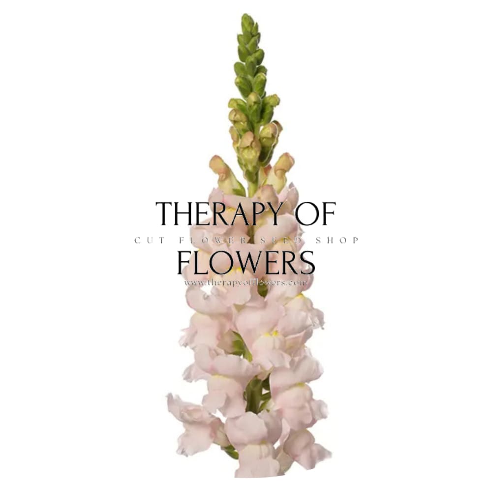 Snapdragon Avignon Silver F1 | Group 2 | Antirrhinum majus - 40 seeds / Raw Pelleted / Silver-lavender - seeds