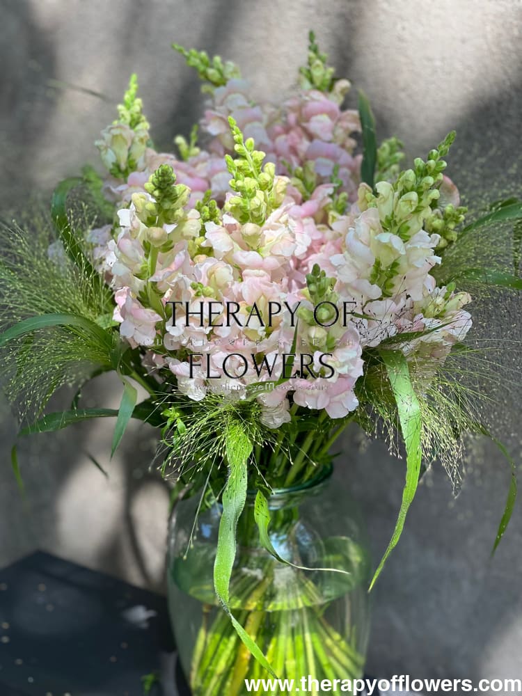 Snapdragon Costa Silver