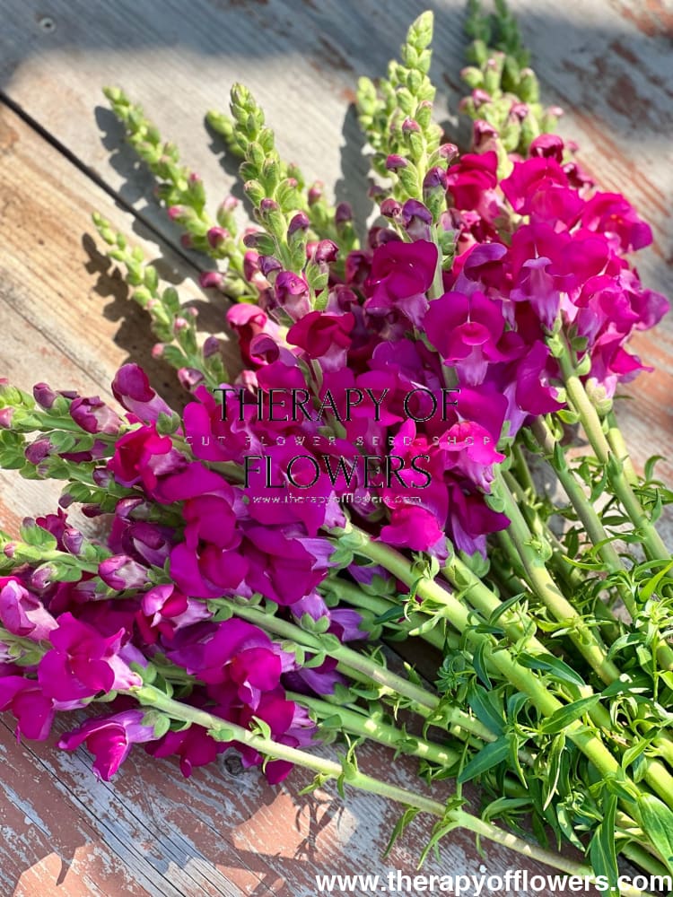 Snapdragon Costa Summer Purple F1 therapyofflowers.com
