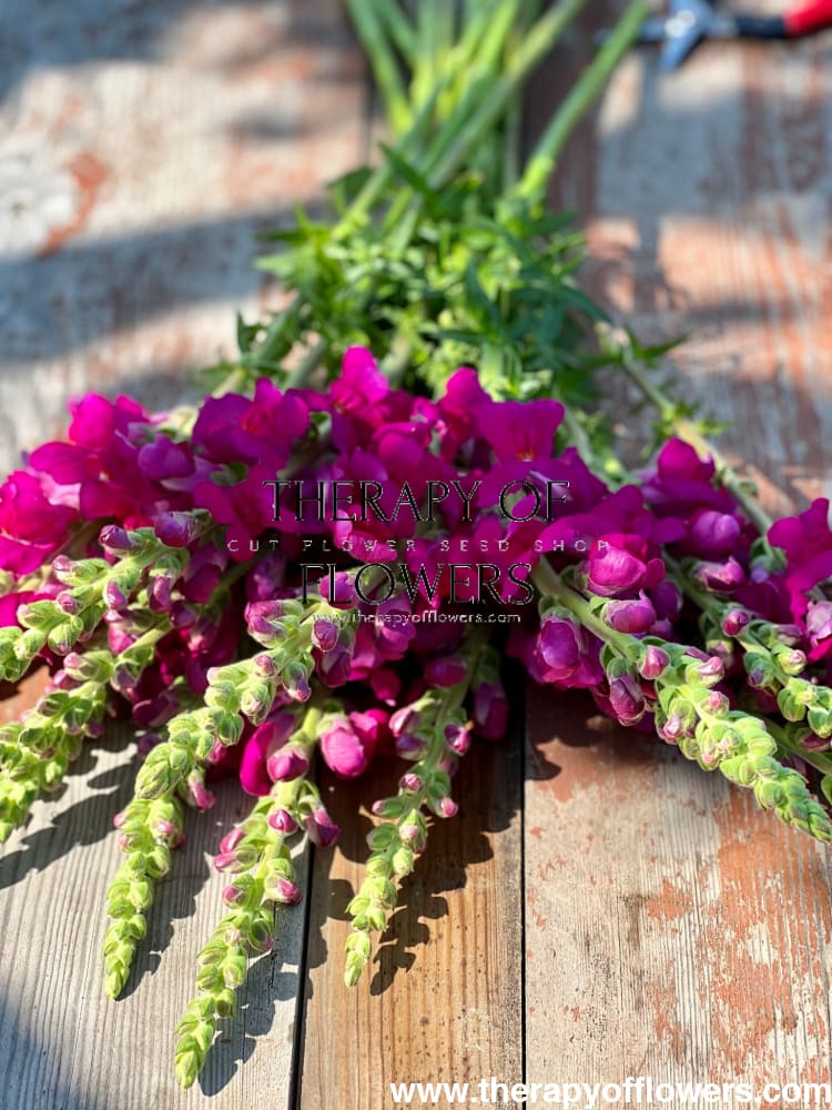 Snapdragon Costa Summer Purple F1 therapyofflowers.com