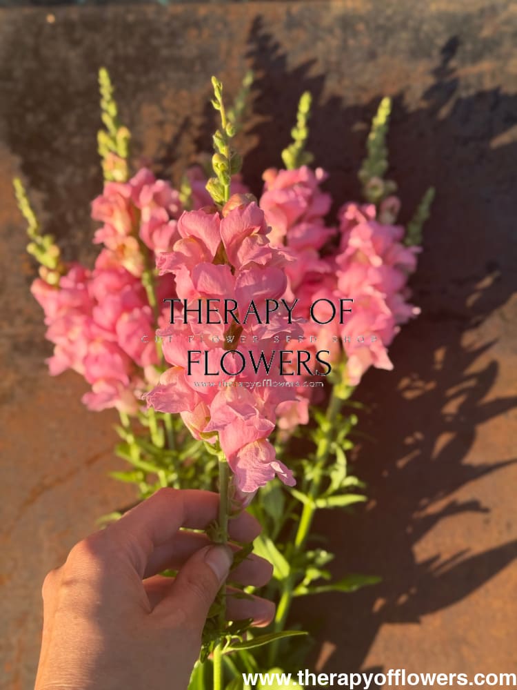 Snapdragon Legend Pink F1 | Group 1 | Antirrhinum majus therapyofflowers.com