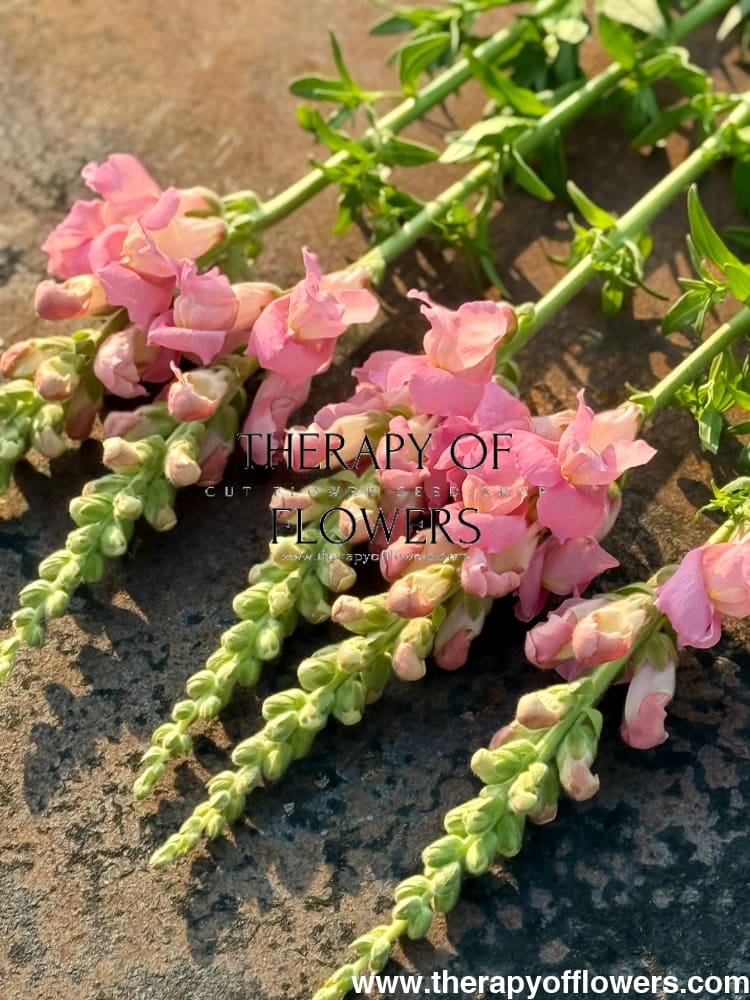 Snapdragon Legend Pink F1 | Group 1 | Antirrhinum majus therapyofflowers.com
