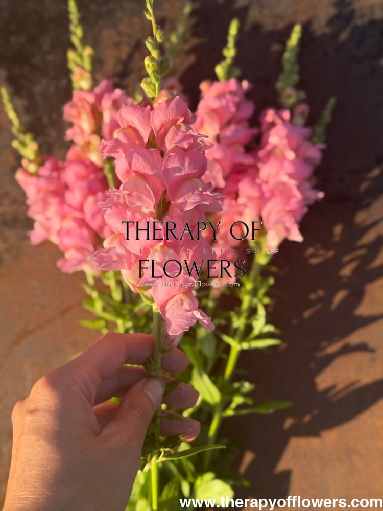 Snapdragon Legend Pink F1 | Group 1 | Antirrhinum majus therapyofflowers.com