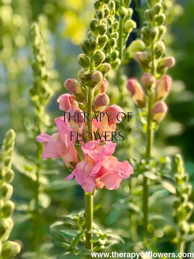 Snapdragon Legend Pink F1 | Group 1 | Antirrhinum majus therapyofflowers.com