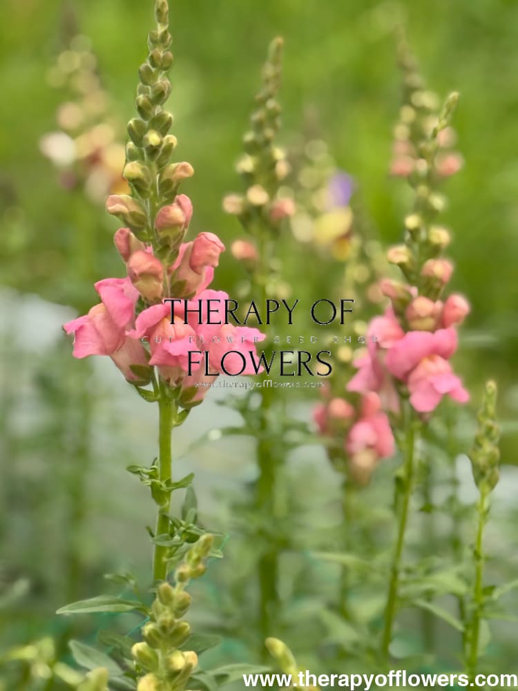 Snapdragon Legend Pink F1 | Group 1 | Antirrhinum majus therapyofflowers.com