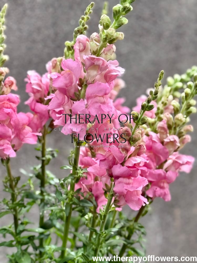 Snapdragon Legend Pink F1 | Group 1 | Antirrhinum majus therapyofflowers.com