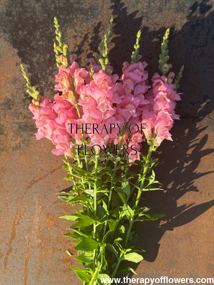Snapdragon Legend Pink F1 | Group 1 | Antirrhinum majus therapyofflowers.com