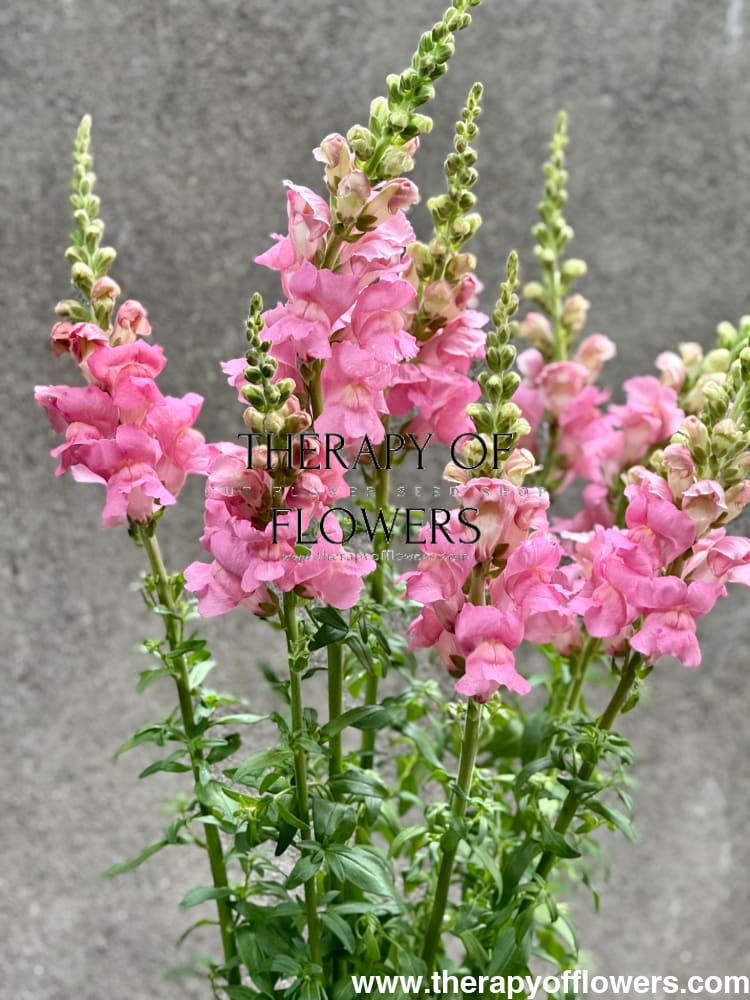Snapdragon Legend Pink F1 | Group 1 | Antirrhinum majus therapyofflowers.com