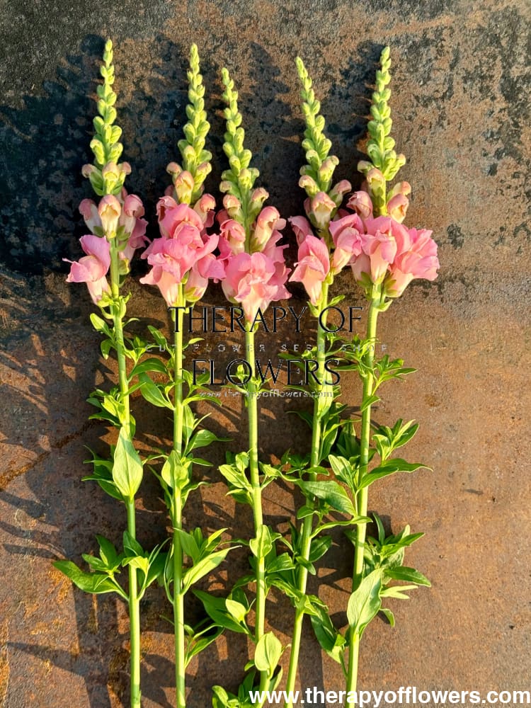 Snapdragon Legend Pink F1 | Group 1 | Antirrhinum majus therapyofflowers.com