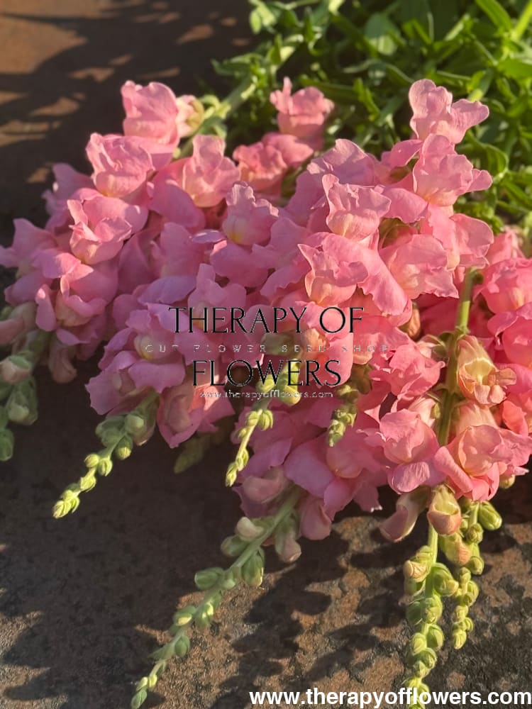 Snapdragon Legend Pink F1 | Group 1 | Antirrhinum majus therapyofflowers.com